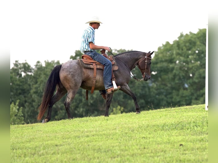 American Quarter Horse Mare 10 years 13,3 hh Roan-Bay in Needmore