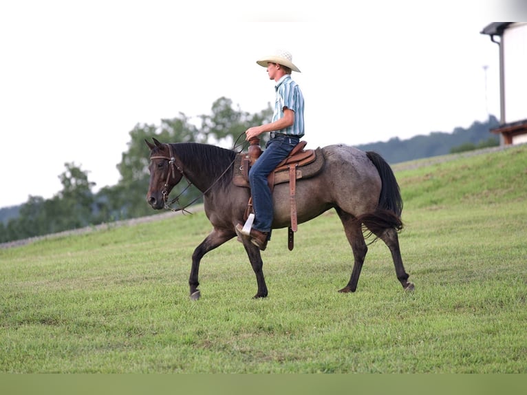 American Quarter Horse Mare 10 years 13,3 hh Roan-Bay in Needmore