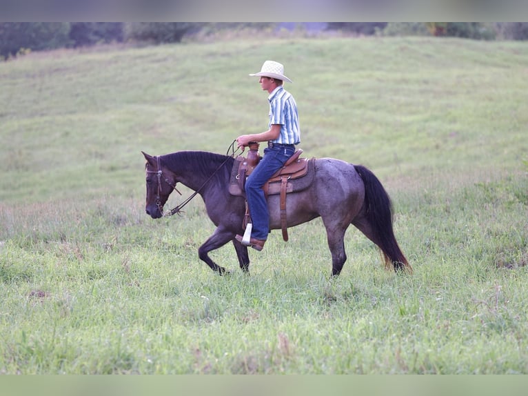 American Quarter Horse Mare 10 years 13,3 hh Roan-Bay in Needmore