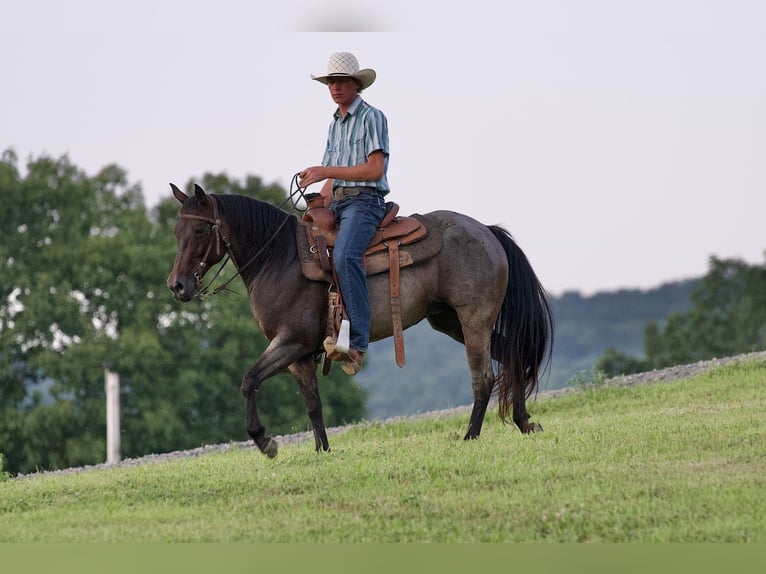 American Quarter Horse Mare 10 years 13,3 hh Roan-Bay in Needmore