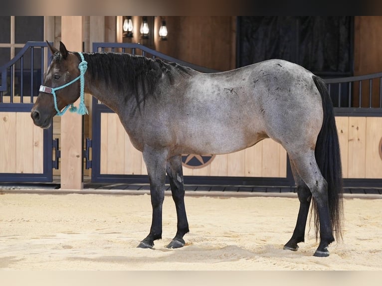 American Quarter Horse Mare 10 years 13,3 hh Roan-Bay in Needmore