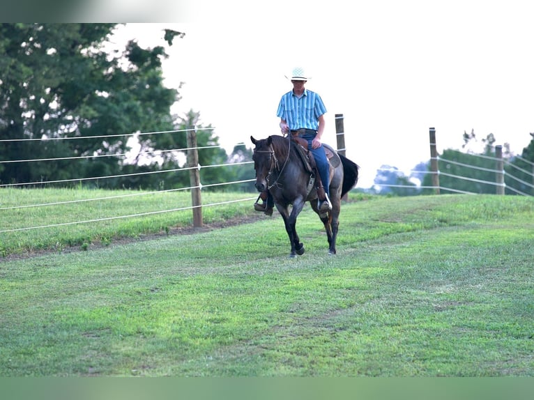 American Quarter Horse Mare 10 years 13,3 hh Roan-Bay in Needmore