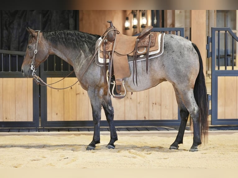 American Quarter Horse Mare 10 years 13,3 hh Roan-Bay in Needmore