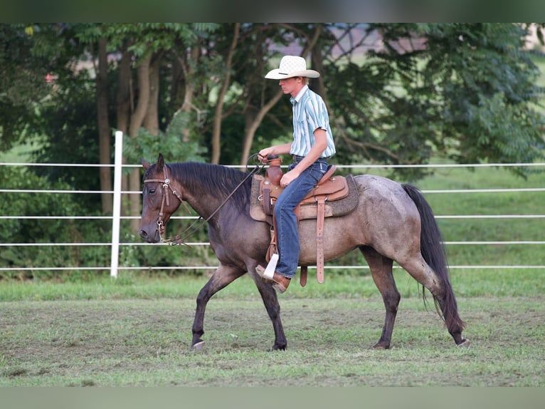 American Quarter Horse Mare 10 years 13,3 hh Roan-Bay in Needmore