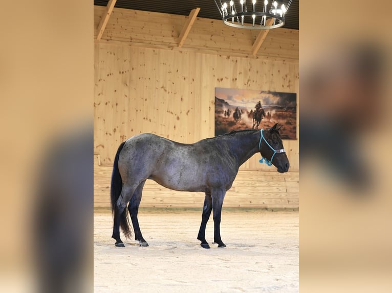 American Quarter Horse Mare 10 years 13,3 hh Roan-Bay in Needmore