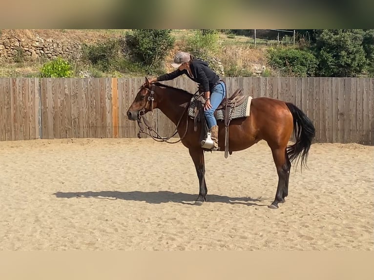 American Quarter Horse Mare 10 years 14.1 hh Brown in Montgaillard