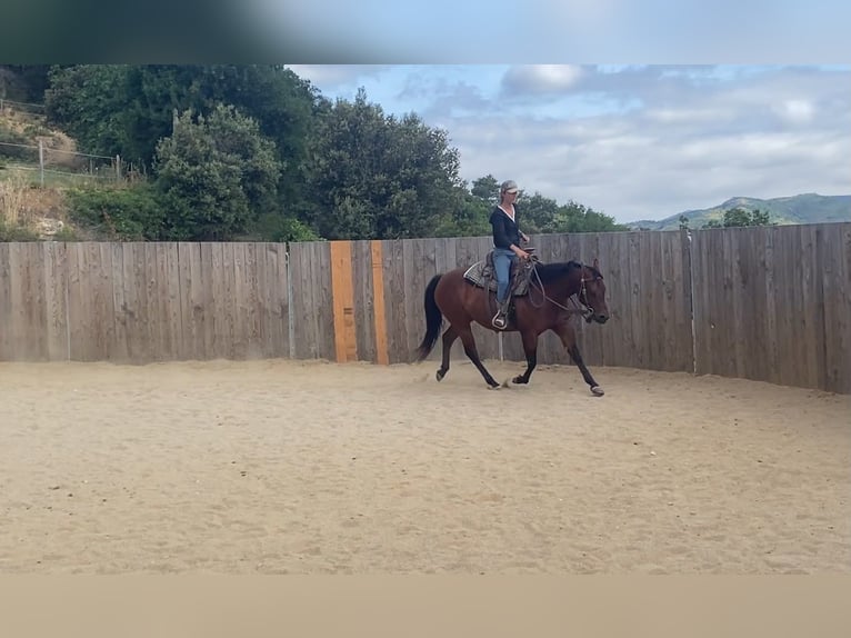 American Quarter Horse Mare 10 years 14.1 hh Brown in Montgaillard