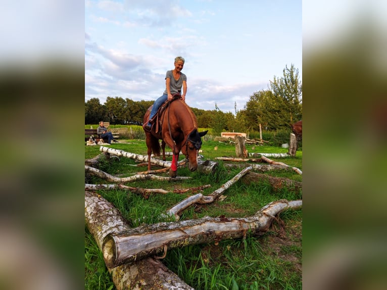American Quarter Horse Mare 10 years 14,1 hh Chestnut-Red in Ratingen