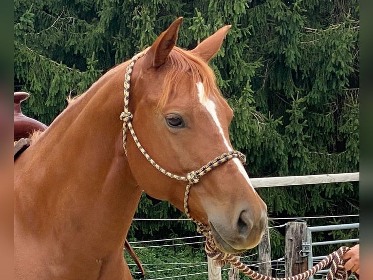 American Quarter Horse Mare 10 years 14,1 hh Chestnut-Red in Ratingen