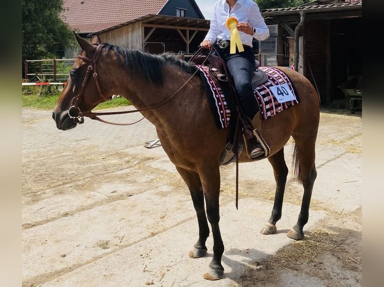 American Quarter Horse Mare 10 years 14.1 hh Roan-Bay in Viernau