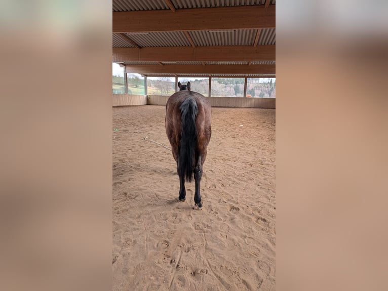 American Quarter Horse Mare 10 years 14.1 hh Roan-Bay in Viernau