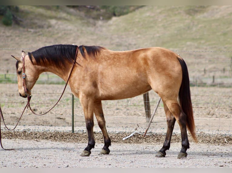 American Quarter Horse Mare 10 years 14,2 hh Buckskin in Bitterwater CA