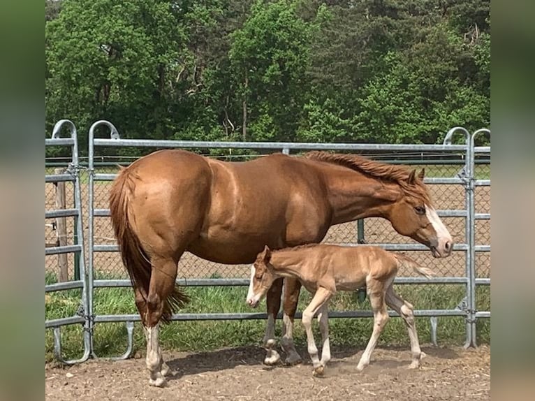 American Quarter Horse Mare 10 years 14,2 hh Chestnut-Red in Grote-Brogel