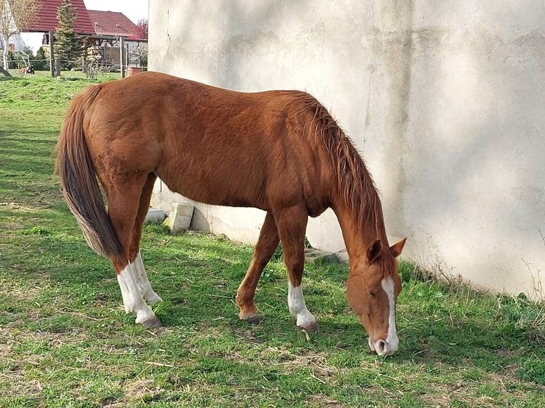 American Quarter Horse Mare 10 years 14.2 hh Chestnut-Red in ExtertalExtertal