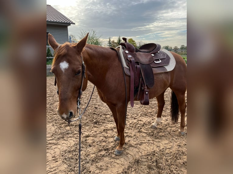 American Quarter Horse Mare 10 years 14,2 hh Chestnut-Red in Markt Bibart