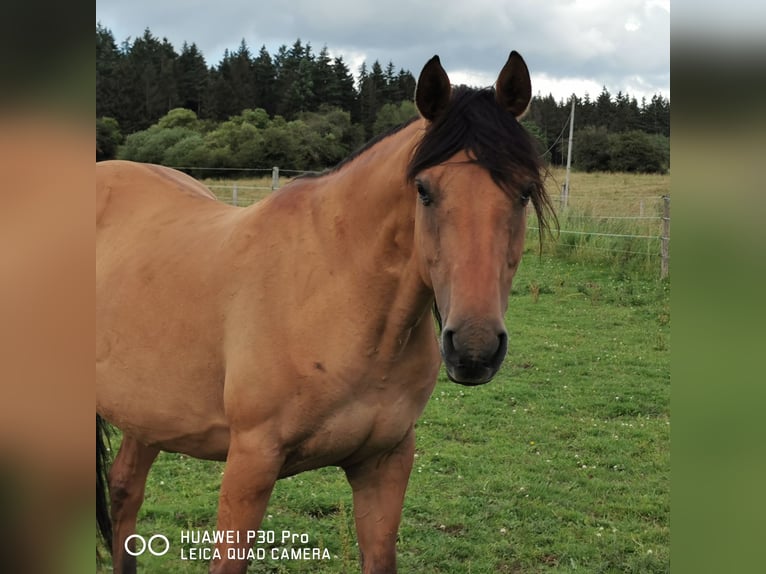 American Quarter Horse Mare 10 years 14,2 hh Dun in Betteldorf