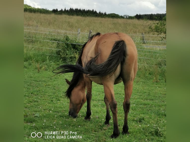 American Quarter Horse Mare 10 years 14,2 hh Dun in Betteldorf