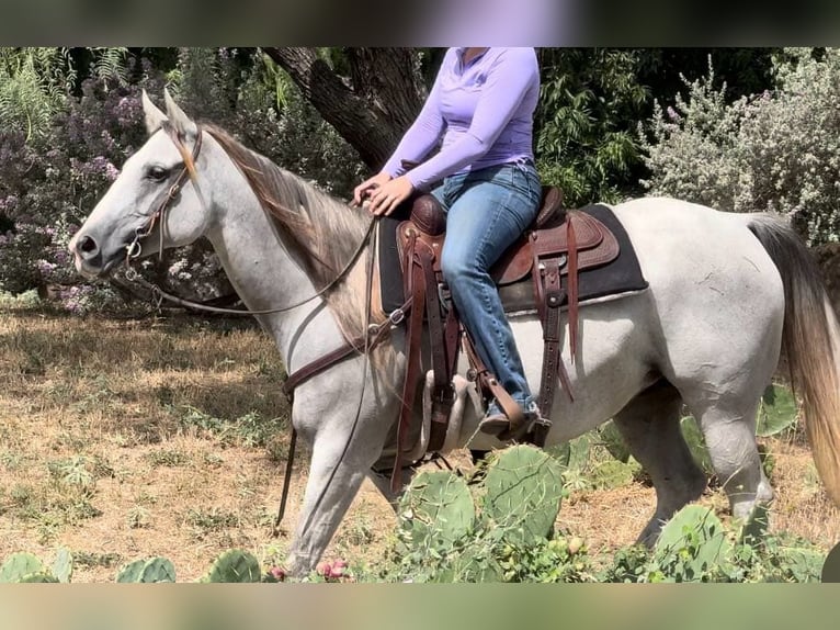 American Quarter Horse Mare 10 years 14.2 hh Grey in Weatherford Tx