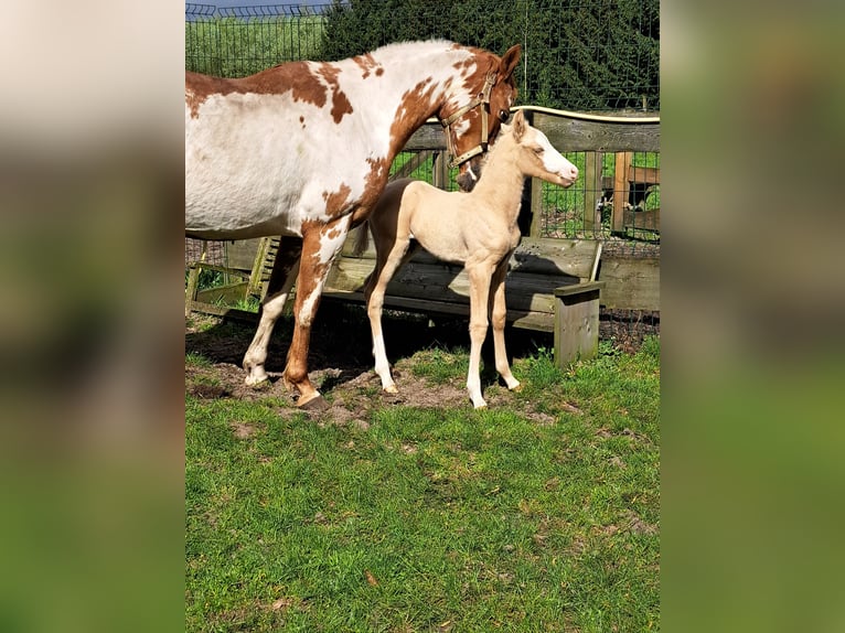 American Quarter Horse Mare 10 years 14,2 hh Overo-all-colors in Dessel