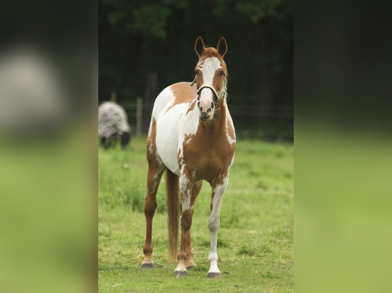 American Quarter Horse Mare 10 years 14,2 hh Overo-all-colors in Dessel