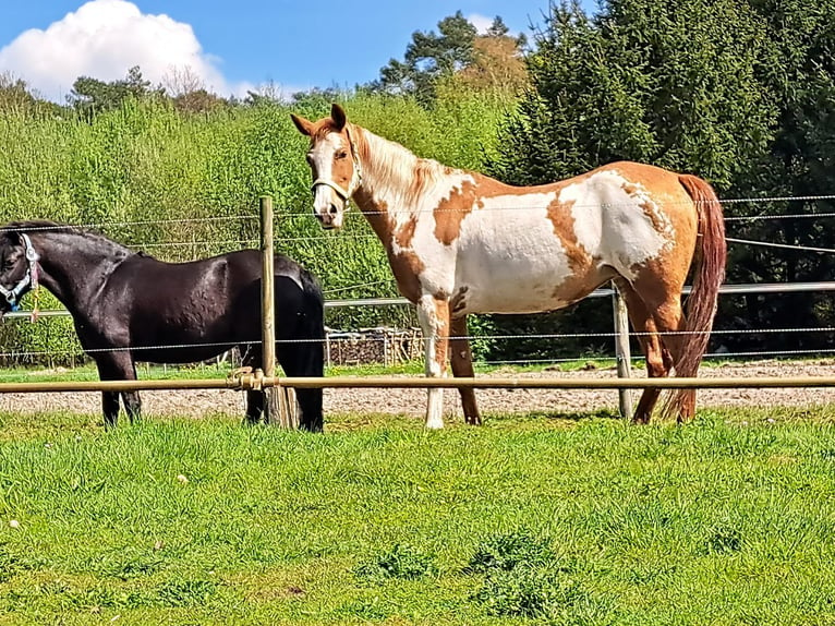 American Quarter Horse Mare 10 years 14,2 hh Overo-all-colors in Dessel