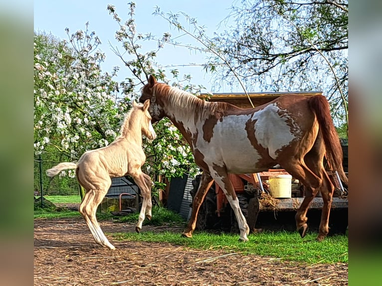 American Quarter Horse Mare 10 years 14,2 hh Overo-all-colors in Dessel