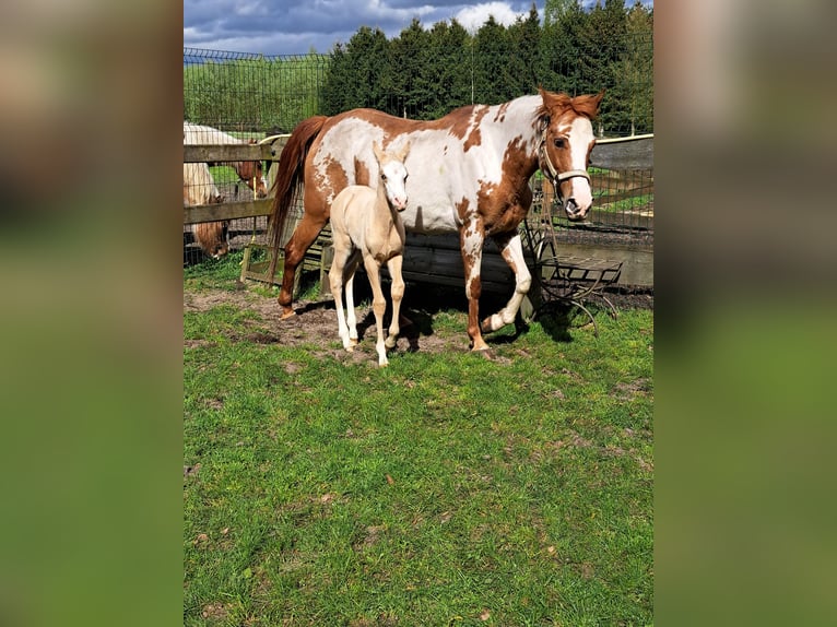 American Quarter Horse Mare 10 years 14,2 hh Overo-all-colors in Dessel