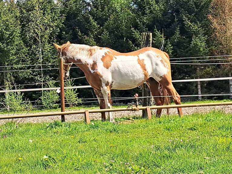 American Quarter Horse Mare 10 years 14,2 hh Overo-all-colors in Dessel