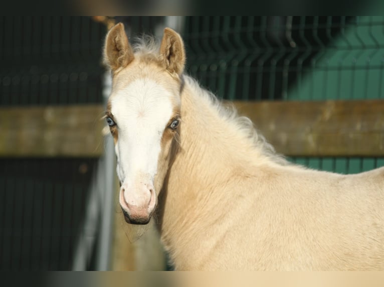 American Quarter Horse Mare 10 years 14,2 hh Overo-all-colors in Dessel