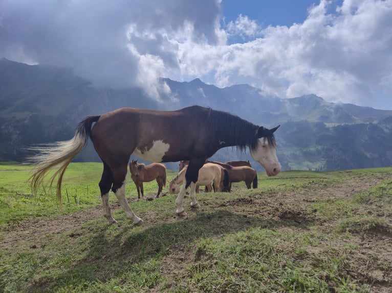 American Quarter Horse Mare 10 years 14.2 hh Overo-all-colors in Herisau