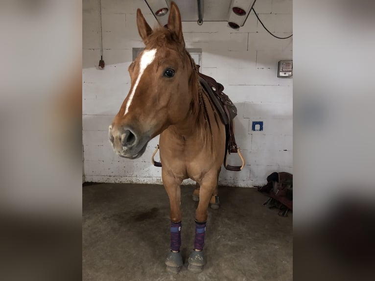 American Quarter Horse Mare 10 years 14.2 hh Red Dun in Aurich