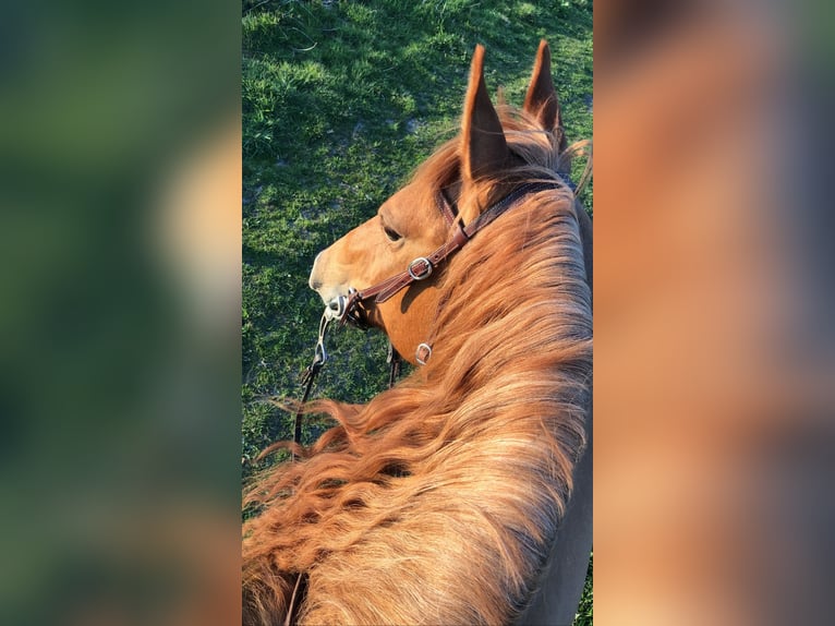 American Quarter Horse Mare 10 years 14.2 hh Red Dun in Aurich