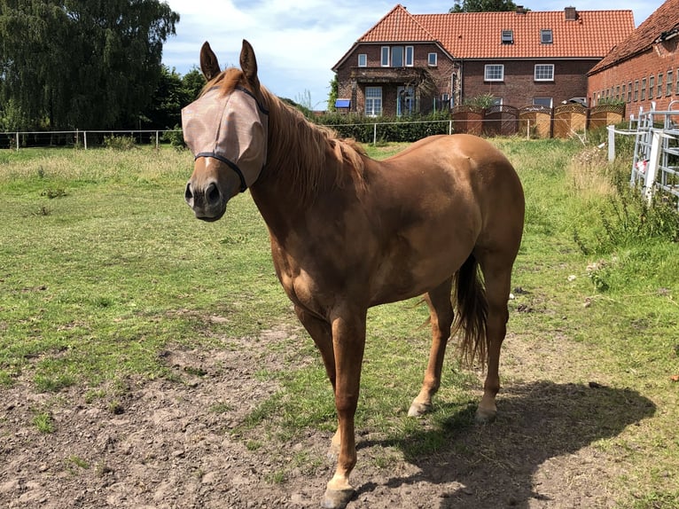 American Quarter Horse Mare 10 years 14.2 hh Red Dun in Aurich