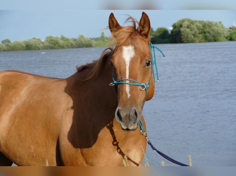 American Quarter Horse Mare 10 years 14.2 hh Red Dun in Aurich