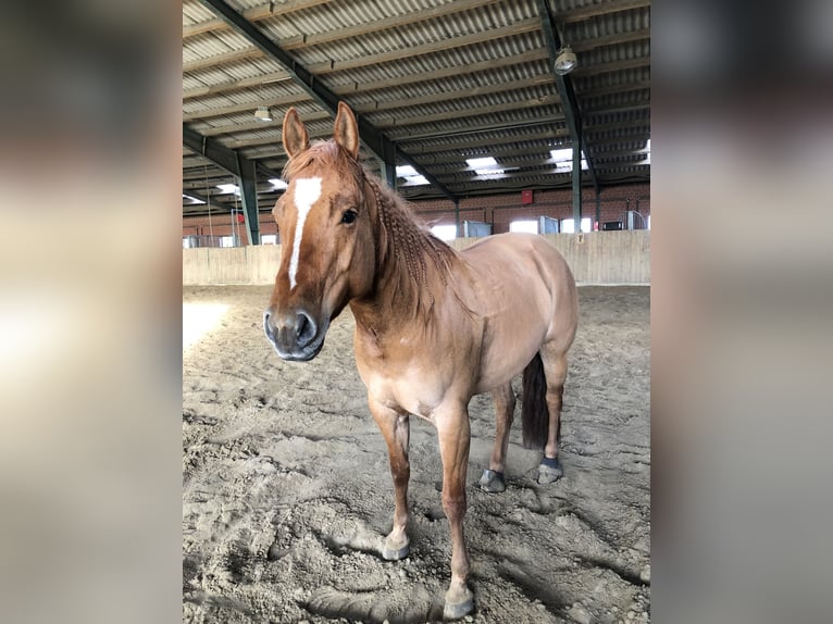 American Quarter Horse Mare 10 years 14.2 hh Red Dun in Aurich