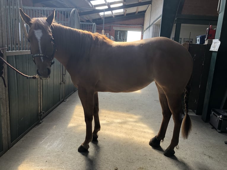 American Quarter Horse Mare 10 years 14.2 hh Red Dun in Aurich
