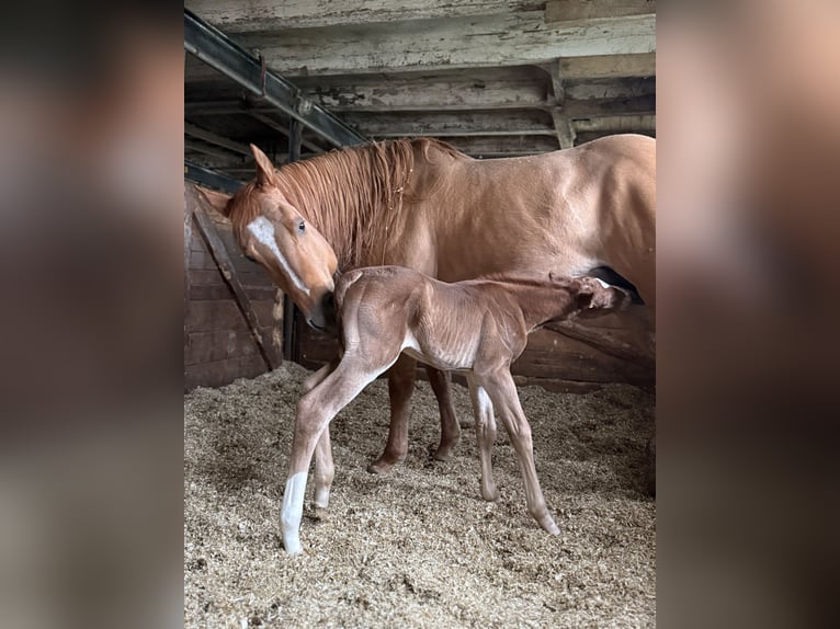 American Quarter Horse Mare 10 years 14.2 hh Red Dun in Aurich