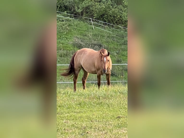 American Quarter Horse Mare 10 years 14,2 hh Red Dun in Wilgartswiesen