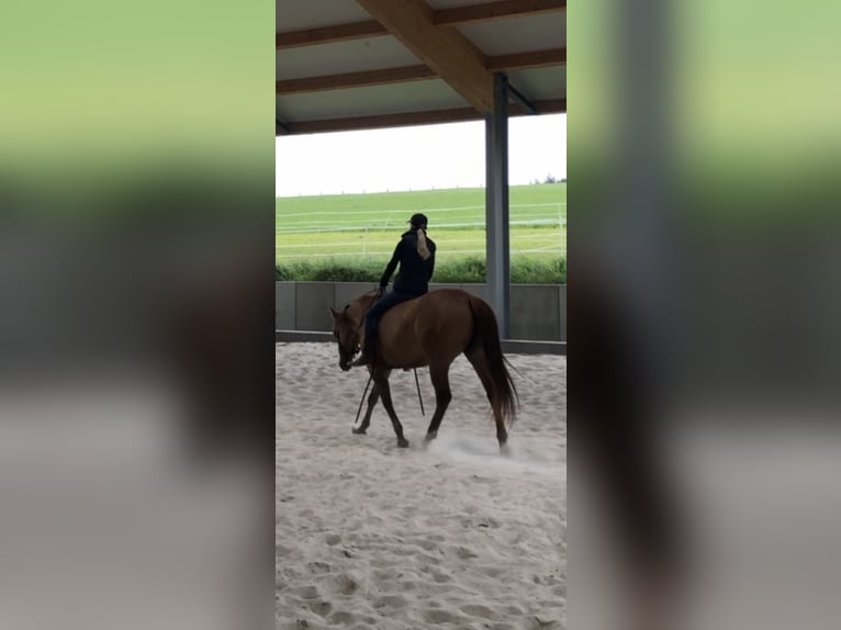 American Quarter Horse Mare 10 years 14,2 hh Red Dun in Wilgartswiesen