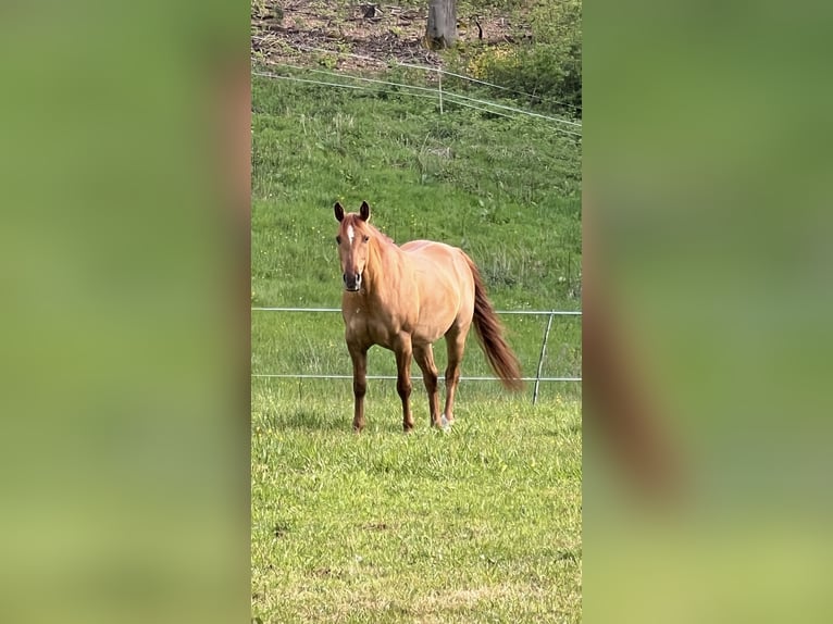 American Quarter Horse Mare 10 years 14,2 hh Red Dun in Wilgartswiesen