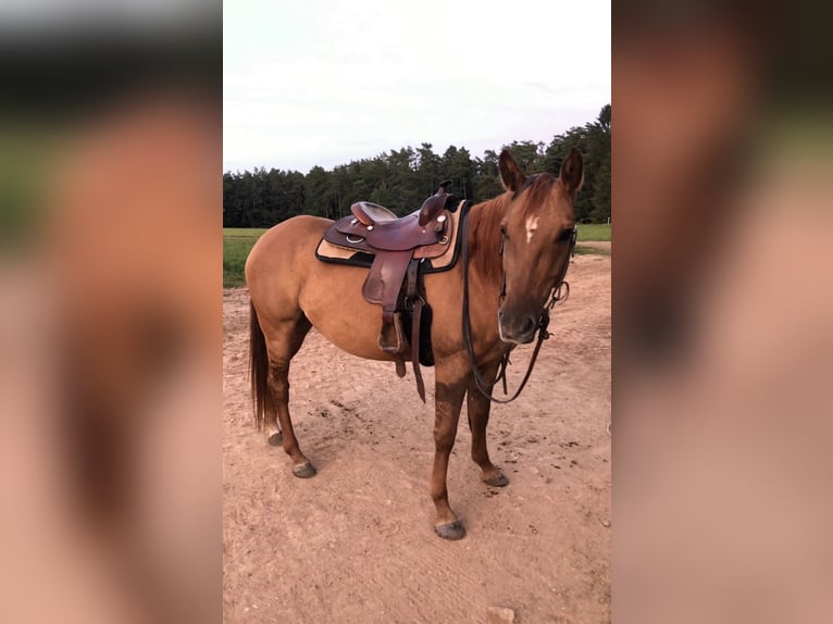 American Quarter Horse Mare 10 years 14,2 hh Red Dun in Wilgartswiesen