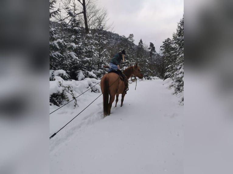 American Quarter Horse Mare 10 years 14,2 hh Red Dun in Wilgartswiesen