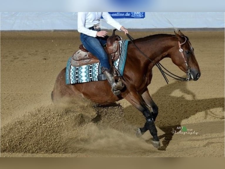 American Quarter Horse Mare 10 years 14.2 hh  in Speinshart