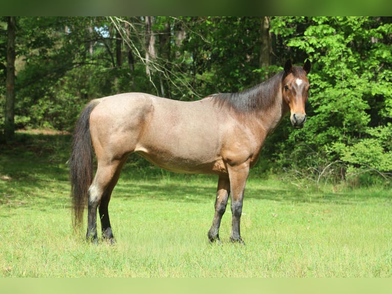 American Quarter Horse Mare 10 years 14.2 hh Roan-Bay in Poolville