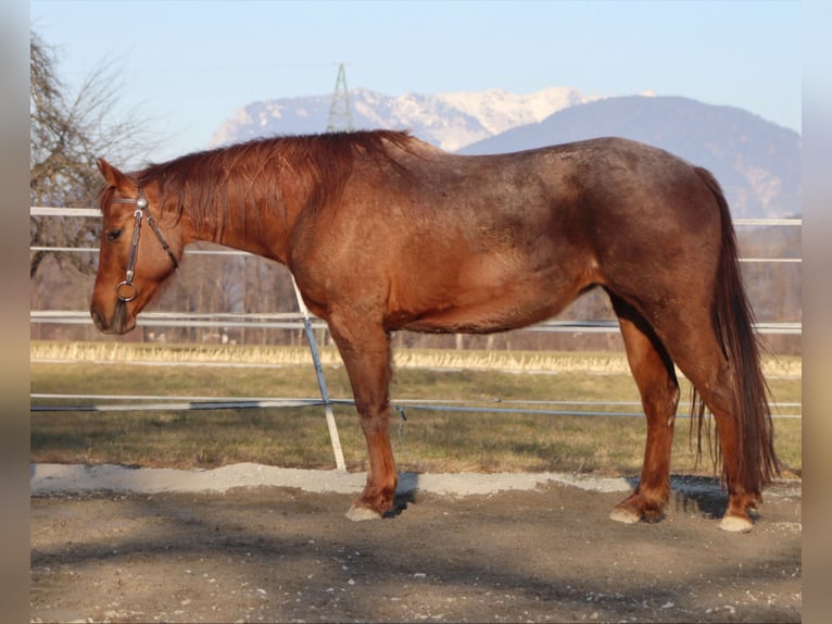 American Quarter Horse Mare 10 years 14,2 hh Roan-Red in Kirchbichl