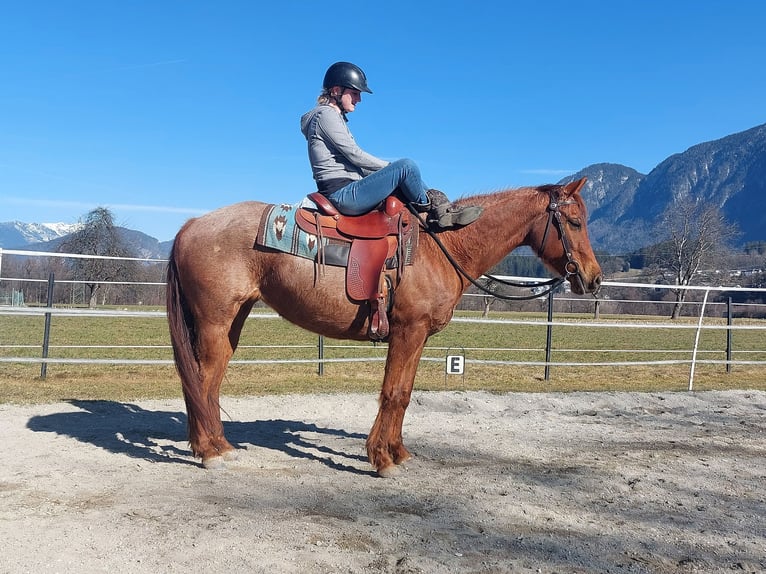 American Quarter Horse Mare 10 years 14,2 hh Roan-Red in Kirchbichl