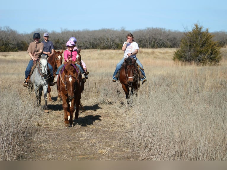 American Quarter Horse Mare 10 years 14.2 hh Sorrel in Poolville