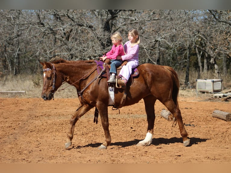 American Quarter Horse Mare 10 years 14.2 hh Sorrel in Poolville