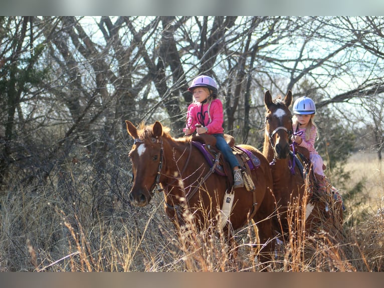 American Quarter Horse Mare 10 years 14.2 hh Sorrel in Poolville
