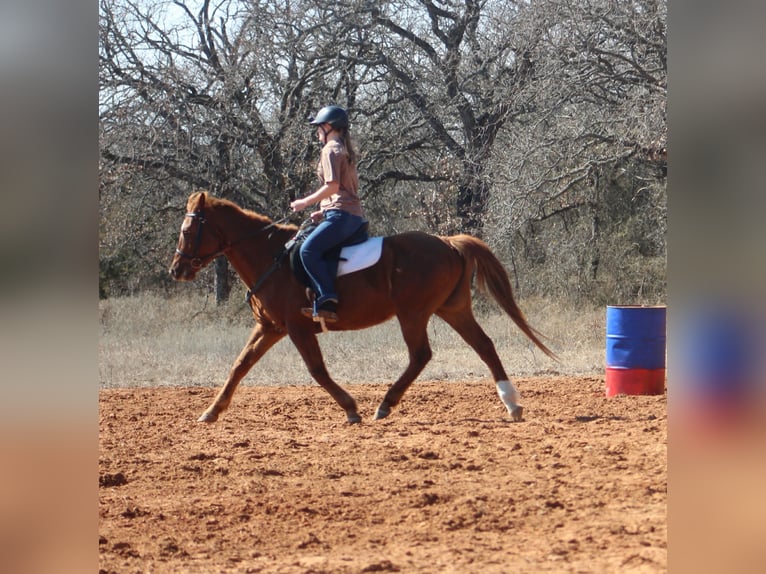 American Quarter Horse Mare 10 years 14.2 hh Sorrel in Poolville